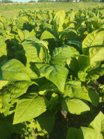 Сорт табака Бравый 200