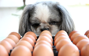 Чи можна собакам їсти яйця?
