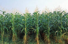 Особенности почв для Кукурузы