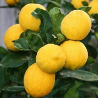 Лимон Киевский Крупноплодный
