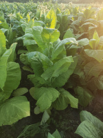 Сорт табака Собольческий 33 (Sobolchski 33)