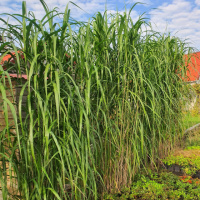 Міскантус гігантський (Miscanthus giganteus)