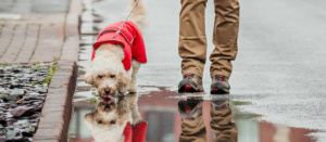 Чому вашій собаці не слід пити з калюж