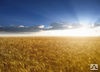 Кущение и развитие посевов пшеницы