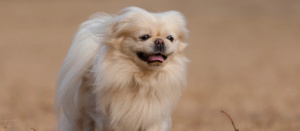 Пекінес: чарівний собака-компаньйон з вольовим характером