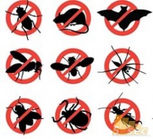 Какие насекомые являются опасными для человека
