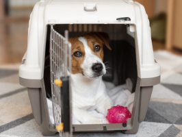 Подорож на відпочинок: поради щодо подорожей з домашніми тваринами