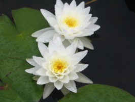 Нимфея «Пэррис Дабл Вайт» (Nymphaea «Perry's Double White») (взрослое растение)
