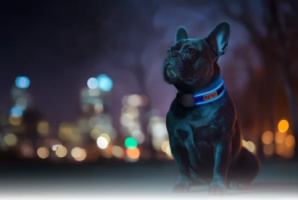 Інструкція користувача: LED нашийник NASA21