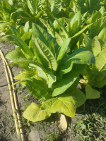 Virginia Gold Germany (Вирджиния Голд Германия)