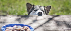 Ваша собака з'їла шоколад: що робити?