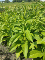 Сорт табака «Японский 8»