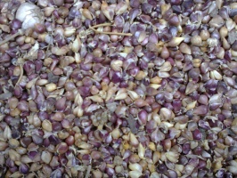 Семена чеснока на посадку Софиевский сорт