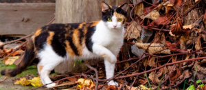 Щасливий кіт: Чому триколірні кішки вважаються щасливими?