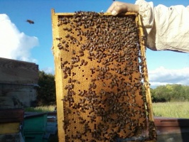 Пчелопакеты карпатской породы 5 рамочные
