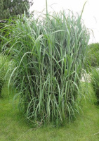 Мискантус гигантский MISCANTHUS GIGANTEUS