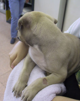 Стригучий лишай у собак: симптоми, причини та лікування