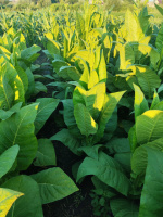 Сорт табака Havana-608