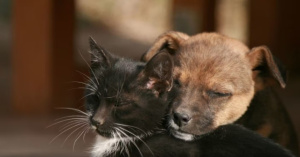 Хочете залишатися молодим? Заведіть собаку чи кота, які «проти старіння»