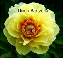 Пион ИТО « Bartzella» Бартзелла