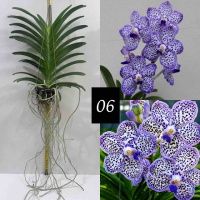 Special Collection Pda. Omar Padron ‘Indigo Blue Spots’ ( Robert’s Delight × Mimi Palmer)