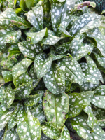 Медунка цукрова Dora Biekveld (Pulmonaria saccharata ‘Dora Biekveld’)