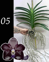 NEW ! ТЕМНИЙ ЛИЦАР, чорна ванда . Papilionanda Corneels Cilliers Dark Knight No.109 - чорнильна ванда арома.