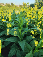 гавана GL SIDS