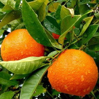 ​Апельсин Навелина (Привитый)