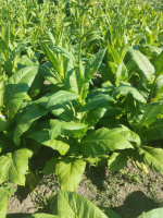 Сорт табака «Циммер Испанский» (Zimmer Spanish)