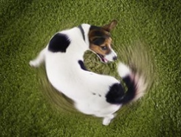 Цікаві факти