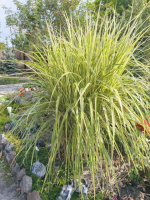 Міскантус Variegatus (Miscanthus sinensis ‘Variegatus’)