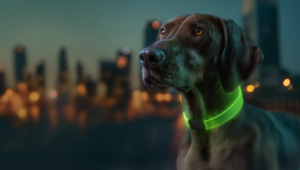 Інструкція користувача: LED нашийник WAUDOG RGB