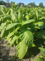 Сорт табака Havana-142