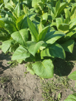 Сорт табака «Пергей» (Pergeu)