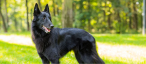 Грюнендаль – універсальний собака з величезним бажанням бути активним