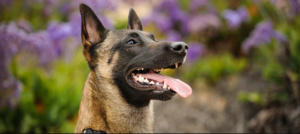 Малінуа - дуже активна бельгійська вівчарка