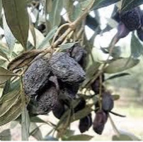 Оливки в‘ялені Фасос