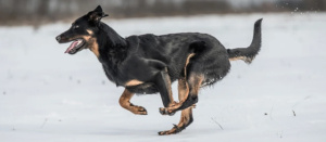 Босерон: традиційна французька собака та популярний «універсал»