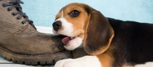 Чому цуценя кусається, і що з цим можна зробити