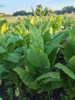 Сорт табака «Собольческий 193» (Sobolchski 193)