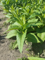 Сорт табака Little Dutch