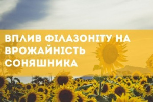 СОНЯШНИК: вплив Філазоніту на врожайність