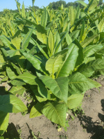 Сорт табака Havana Gold