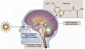 В чем разница между меланином и мелатонином?