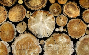 ​Средства для обработки древесины