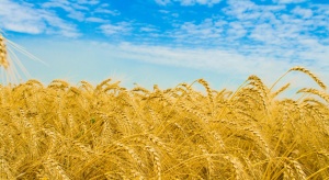 Украине  в 2014 году прогнозируют рекордный урожай и заработок