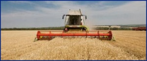 Собрано 30 млн. тонн зерна на 5 августа - Минагропрод