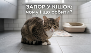 Запор у котика: чому виникає та як допомогти улюбленцю?