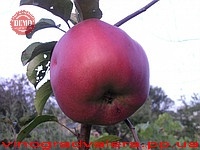 Яблоня Джумбо Помм 110-140 см.